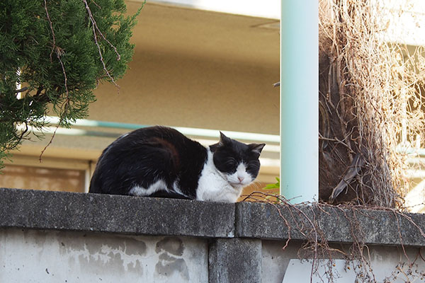 向こう行ってにゃ　ニコル