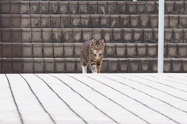 フォックス　階段降りてきた