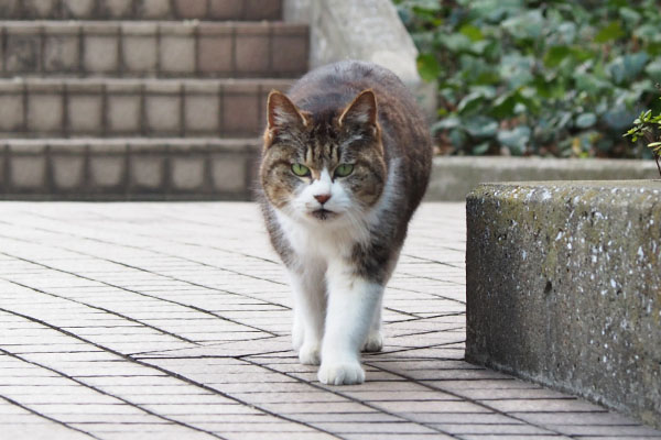 背後からマリィ来る