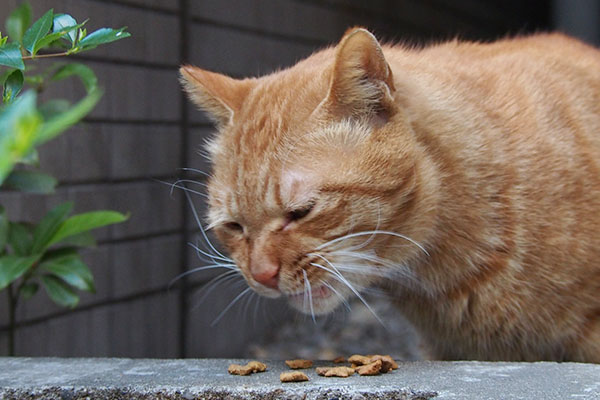 食べるカブ