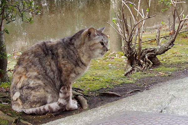 お座り　銀