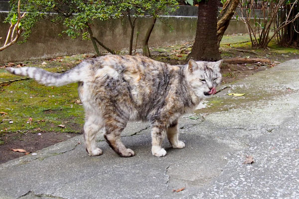 ぺろんしながら立ち上がる　銀