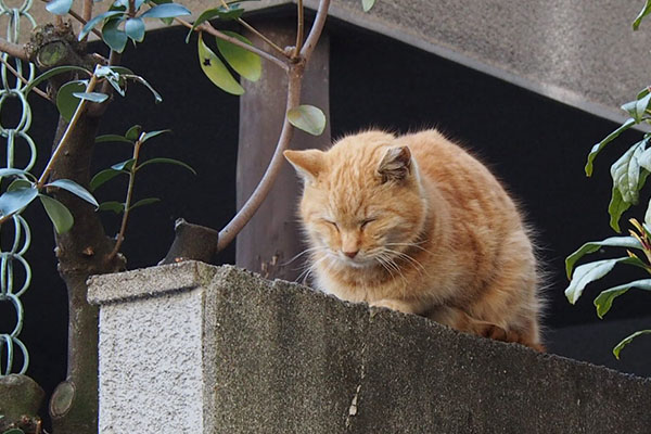 塀の上で寝る　ジル