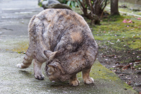 銀　地面をくんくん