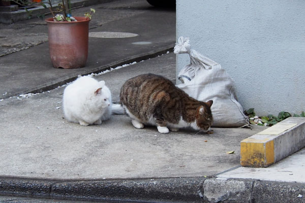 食べるサーヤ見るリリ