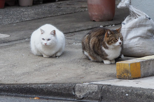 まるっと座るリリとサーヤ