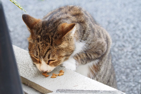 前足がかわいい立ち食いサーヤ