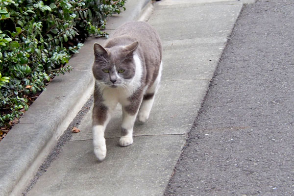 ちびにゃん　来る