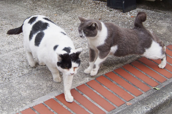 坊とちび　落下物の正体