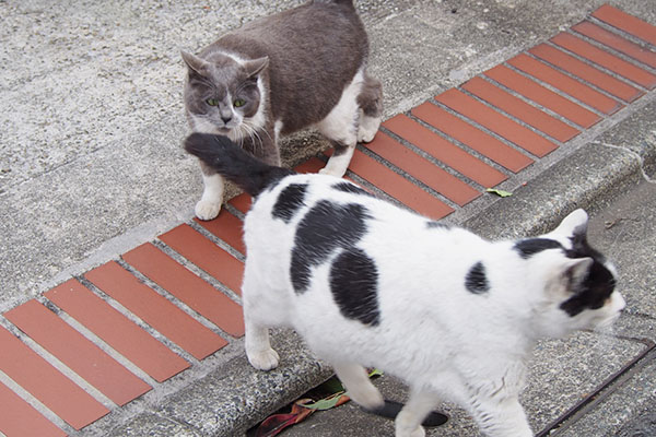 ちびにゃんスルーされる