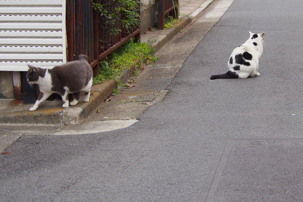 ちびにゃん探索に行く