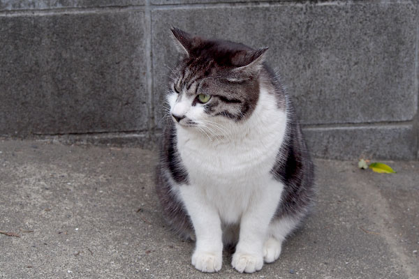 公園の外まで　タンタル