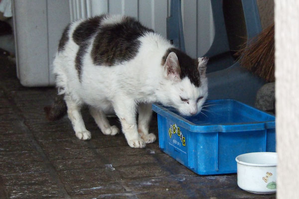 お水を飲むテル君