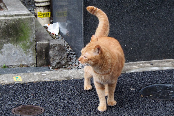 素早く出て来たカブ