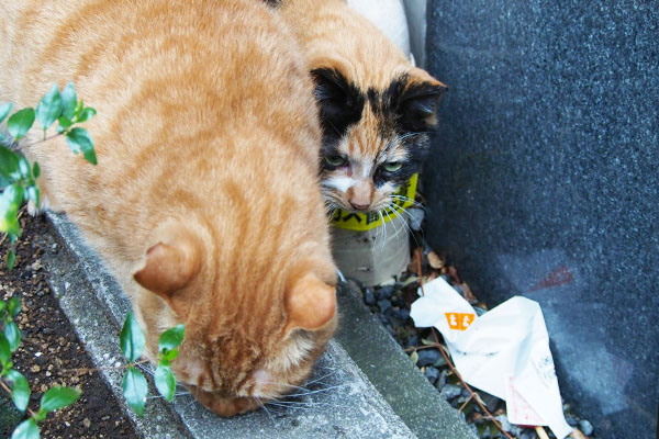 食べてるカブを見るリコ