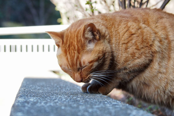 食べるアン　横から