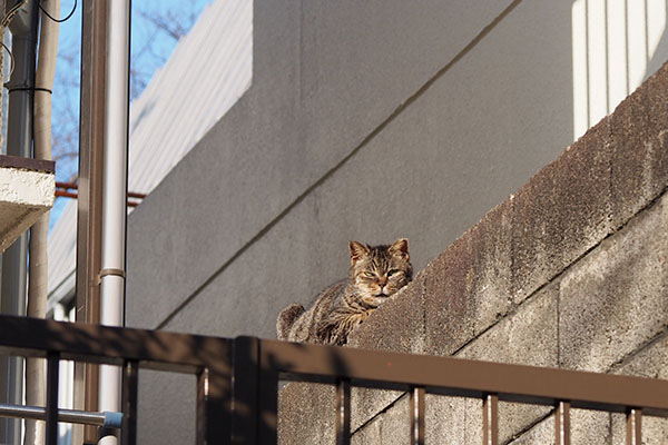 別宅タビッツ　塀の上