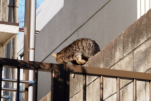 降りようとするタビッツ