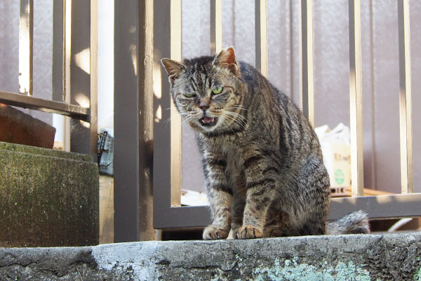 ニャータビッツ　右目不調