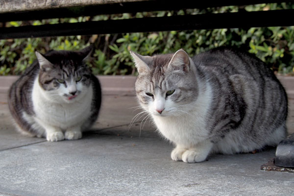 クロムとタンタル　じっと待つ