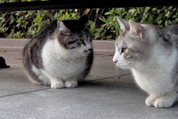 クロムとタンタルはベンチ下