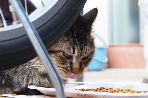 食べてるらんぽ