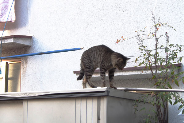 庇から下りたキー坊