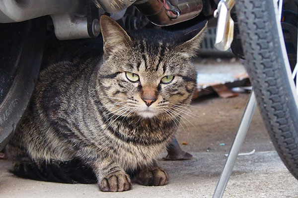 食事場所にキー坊　カメラ目