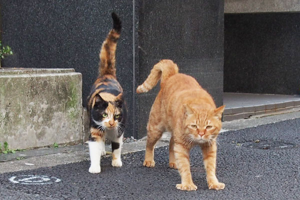 リコとカブ　一緒に出て来て伸び