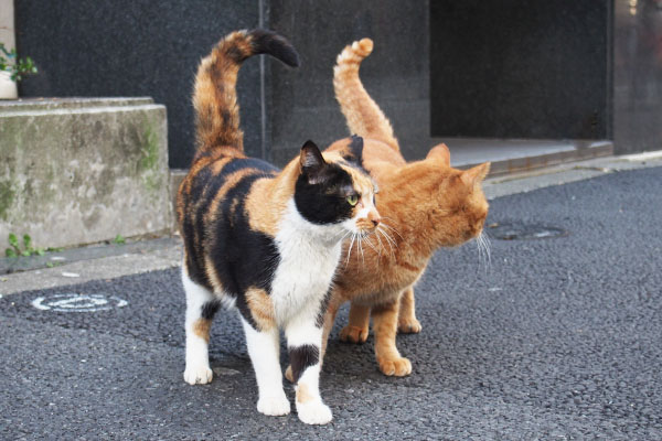 しっぽが２本　リコとカブ