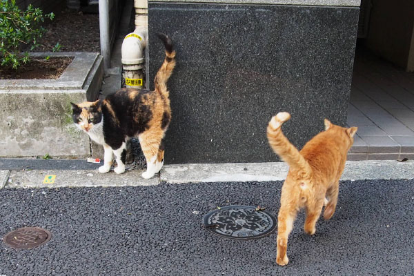 リコとカブ　しっぽ立てて歩く