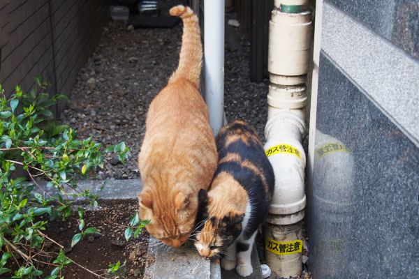 食べる　カブとリコ