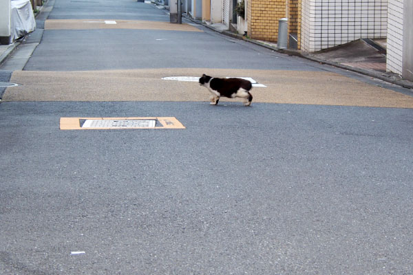 道路にカル