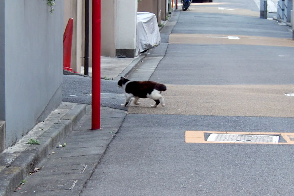 路地に入るカル