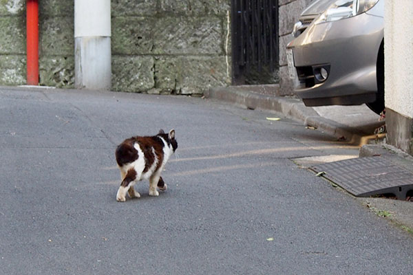 斜めに歩くカル