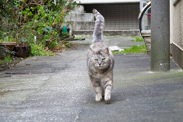 銀が来る