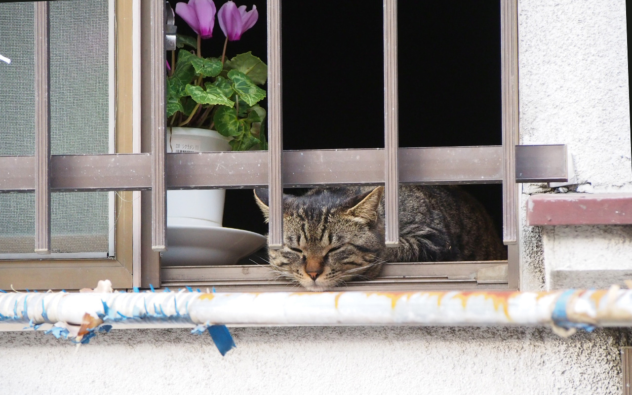 キー坊　部屋侵入で外を見る