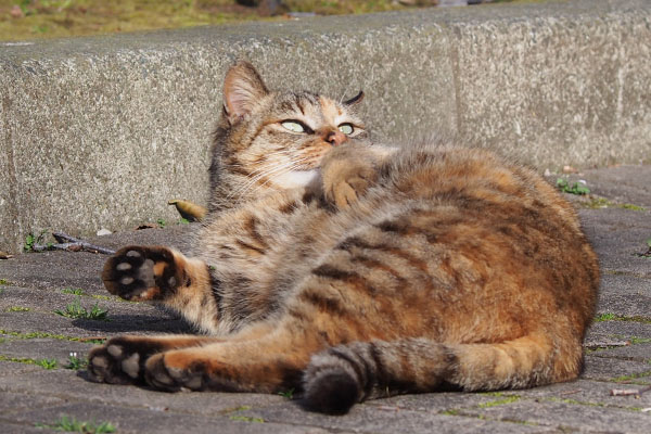 食べたかにゃ　サキ