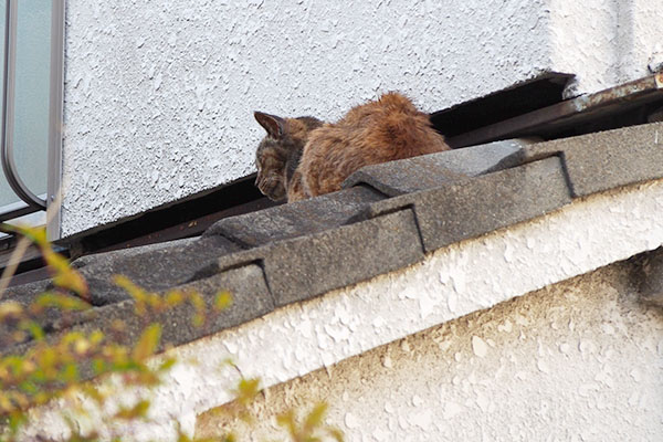 屋根にルルの背中