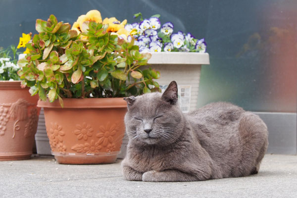 花の横にロシグレ