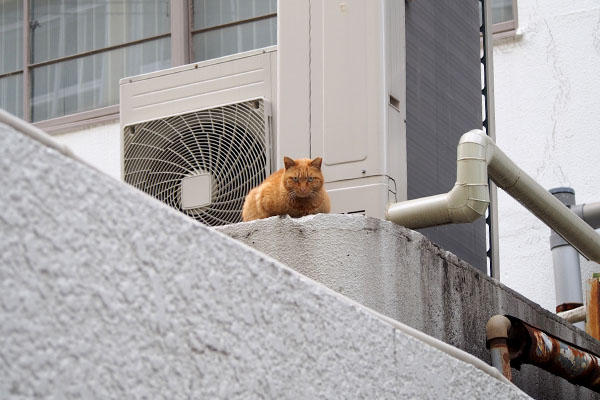 ポー　高い場所から睨む遠