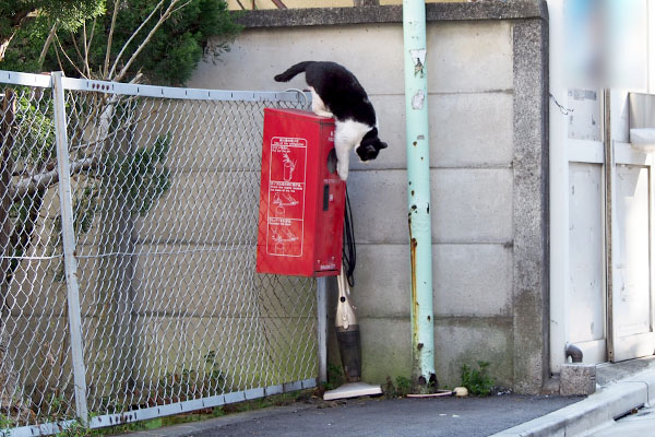 降りてくるニコル