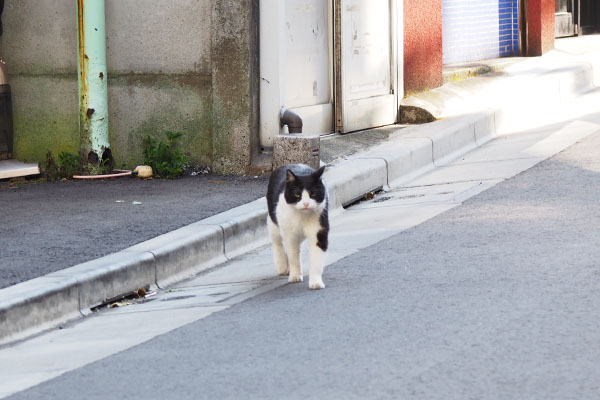 こちらに来るか　ニコル