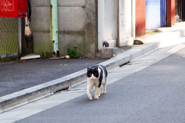 ひょいっと左へ　ニコル