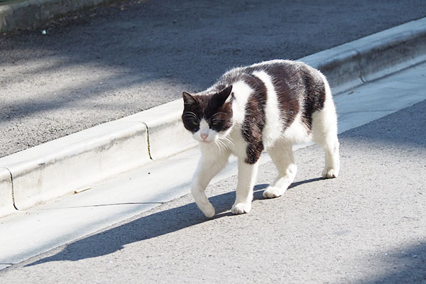 眩しいのか睨んでいるのか　ニコル