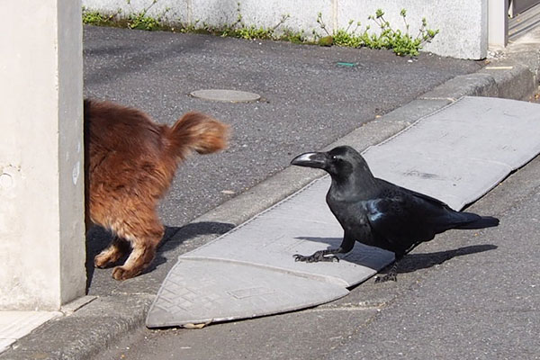 カラスに狙われるモフキジ君