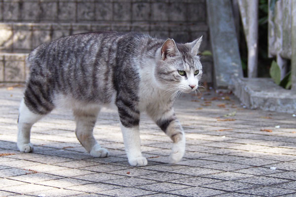 階段の下へ　クロム歩く