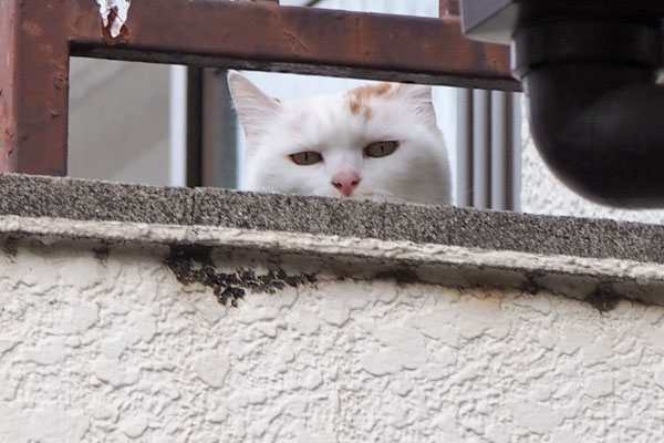 お鼻まで見えたしろゆずさん