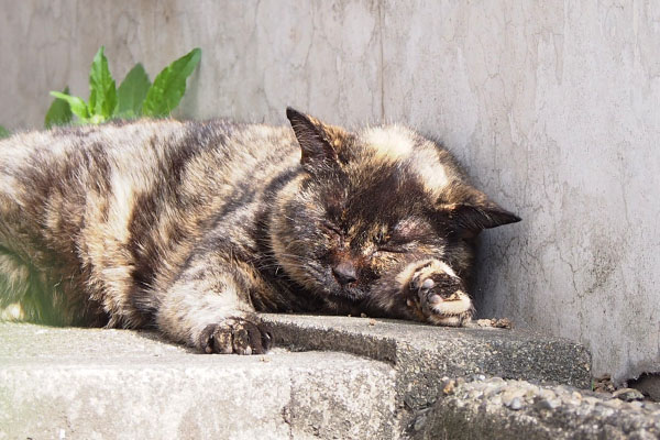 サビチッチ　頭の天辺