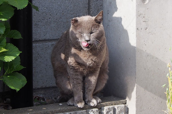 ロシグレ　ぺろんお座り